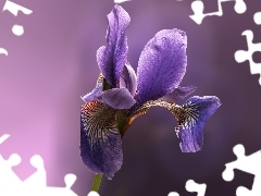 Violet, iris