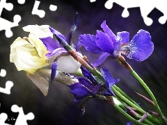Irises, Yellow, Blue