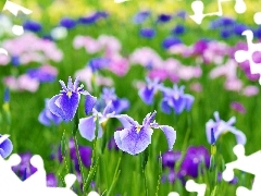 Irises, Flowers, color