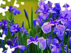 Irises, Blue, Flowers
