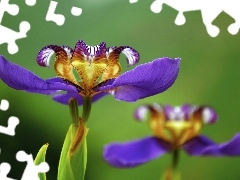 Flowers, Irises