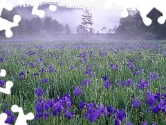 Meadow, Blue, Irises, Fog