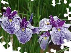 purple, Irises