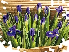 irises, bouquet, violet