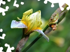 Yellow, Irises
