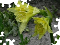 Colourfull Flowers, Ismena Błonczatka