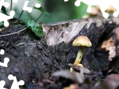 ivy, mushroom, trunk