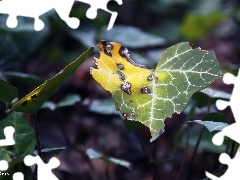 yellowed, leaf, ivy, Autumn