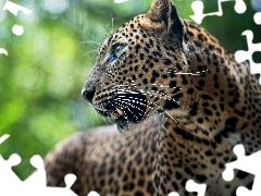 Leopards