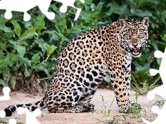 dangerous, Jaguar