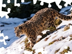 Snow leopard, snow, Stones