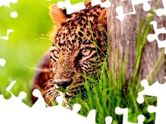 trees, Head, Jaguar, grass