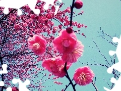 Japan, Blossoming, cherry