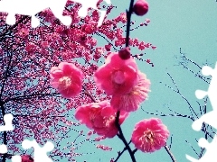 Japan, Blossoming, cherry
