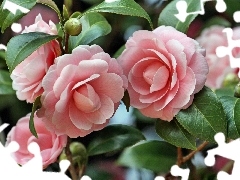 Colourfull Flowers, camellia, Japanese, Pink