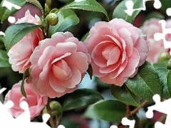 Colourfull Flowers, camellia, Japanese, Pink