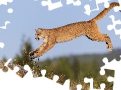 jump, cougar, rocks