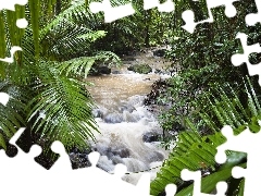 River, jungle