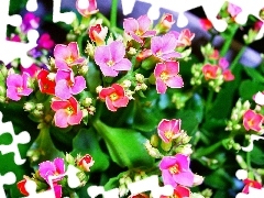 Kalanchoe