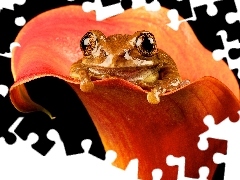 strange frog, Flower, Kalia