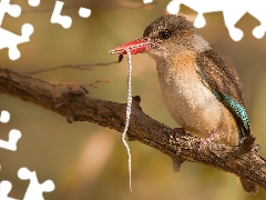 small, Snake, Tree Kingfishers, branch, Bird