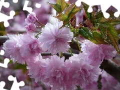 kirsch, Flowers, Rising