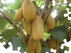 sapling, kiwi