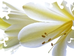 Kliwia, White, Flowers