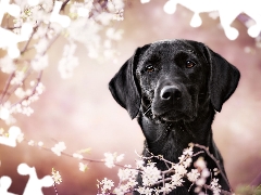 Flourished, Twigs, dog, Labrador Retriever, Black