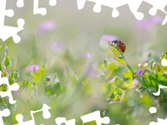 grass, ladybird, blurry background, Flowers