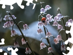 ladybird, Flowers, lilies