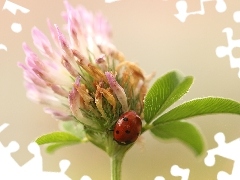 trefoil, ladybird