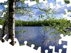 trees, birch, lake, viewes