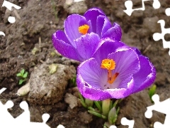 crocuses, land