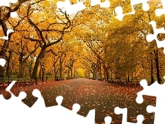 trees, New York, lane, Central Park, The United States, viewes, Leaf
