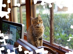 kitten, desk, laptop, Window