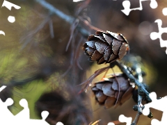 cones, larch