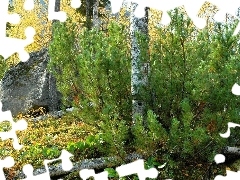 large, stone, trees, viewes, autumn