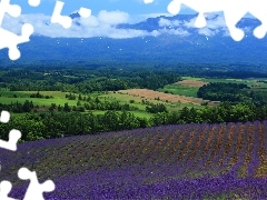 viewes, Mountains, lavender, clouds, Field, trees