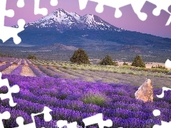 lavender, Mountains, cultivation