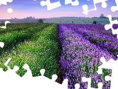 Field, lavender