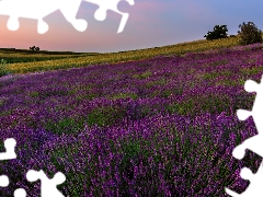 field, trees, viewes, lavender