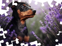 lavender, dog, Pinscher