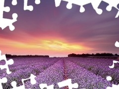 Great Sunsets, Field, lavender