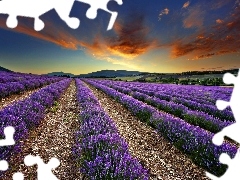 west, Field, lavender, sun