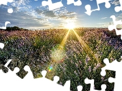west, rays, lavender, sun