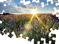 west, rays, lavender, sun