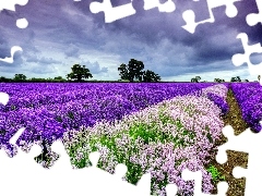 lavender