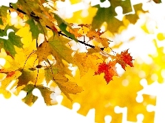 Autumn, Leaf