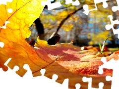 Autumn, leaf